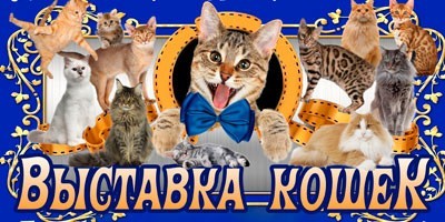 Контактная Выставка кошек из Санкт-Петербурга! Контактная Выставка кошек из Санкт-Петербурга!