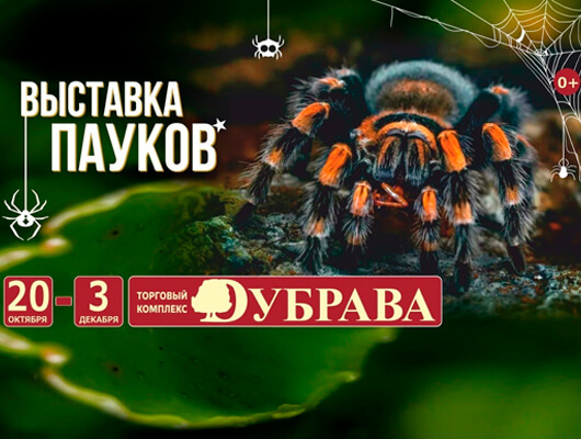 Выставка пауков Выставка пауков