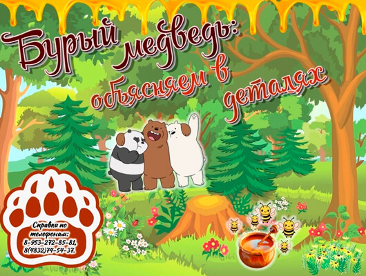 «Бурый медведь: объясняем в деталях»