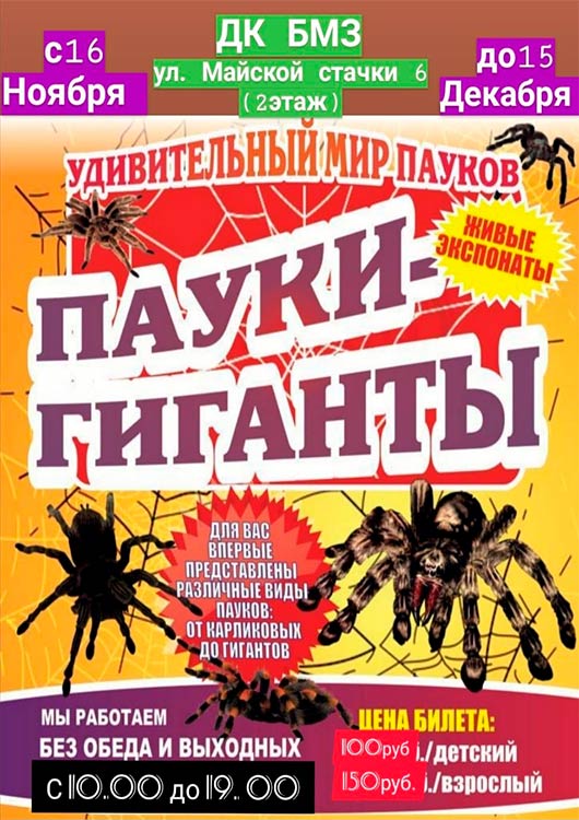 Картинки пауки гиганты